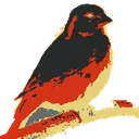 Kanaries icon